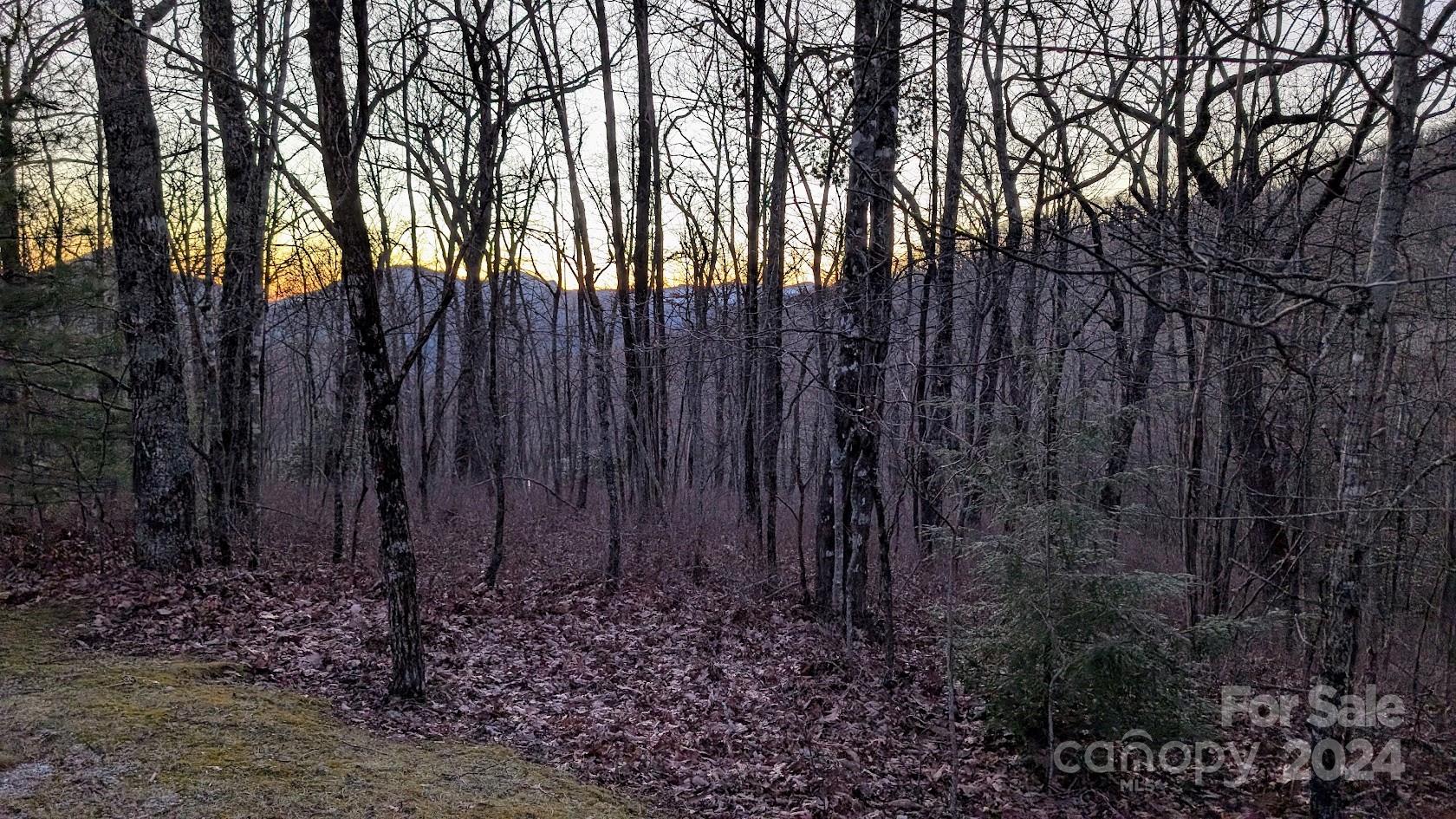 a view of backyard with tree