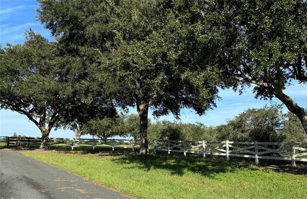 a view of a park with large trees