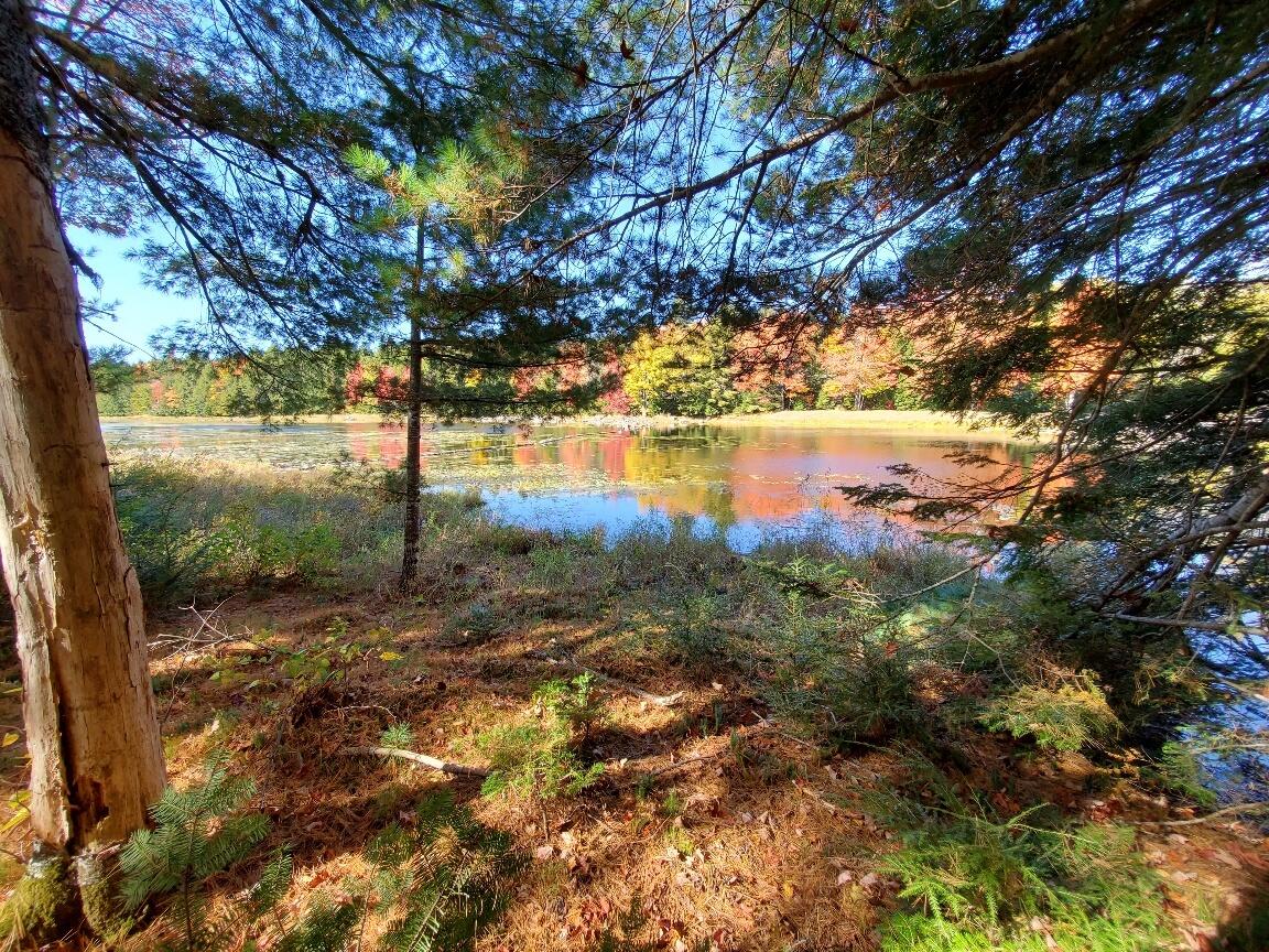 Autumn views of CLifford Stream