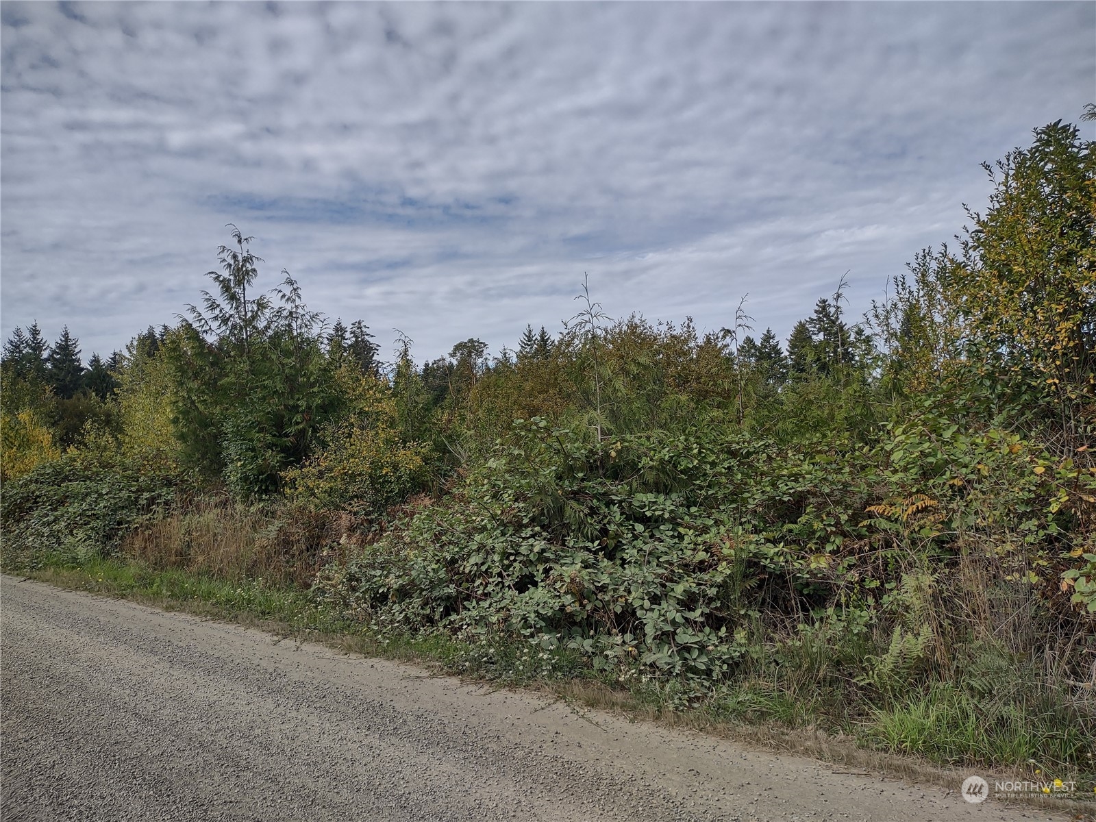 a view of a bunch of trees in a field