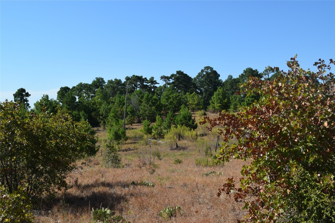 a view of a yard with a tree