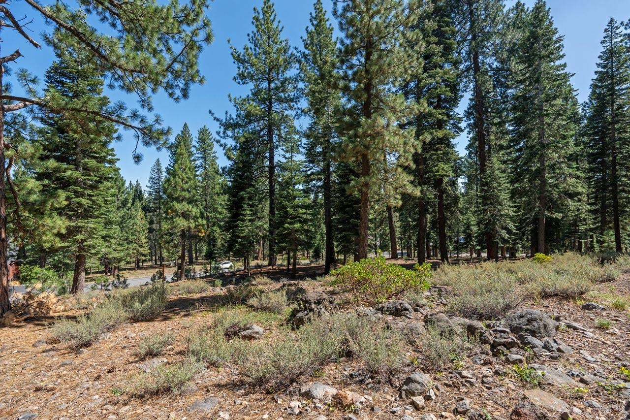 a view of a forest with trees