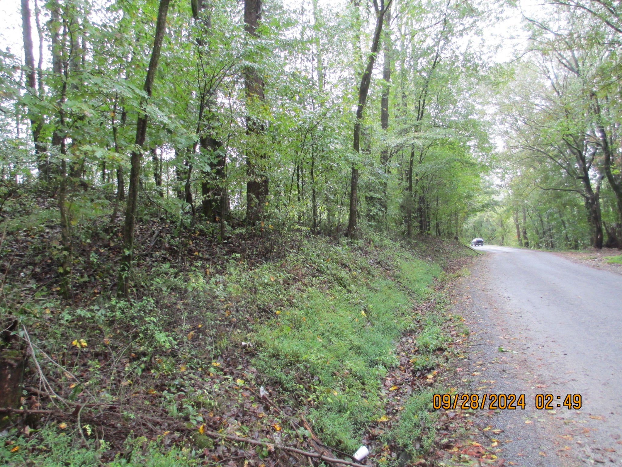 a view of a forest with trees