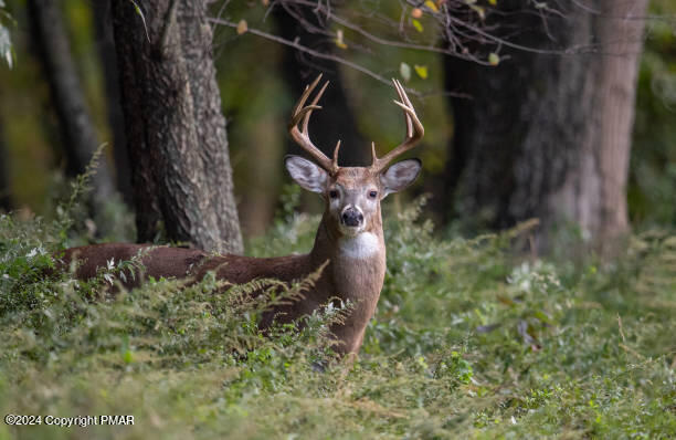 Deer in Woods