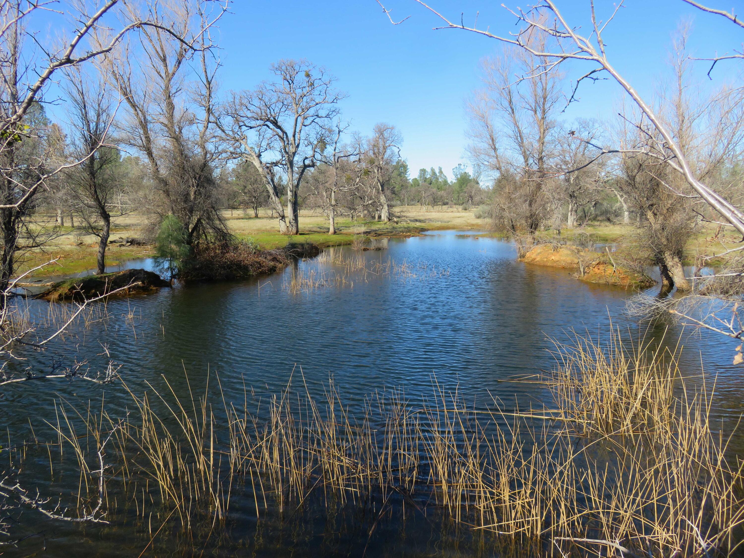 Pond picture