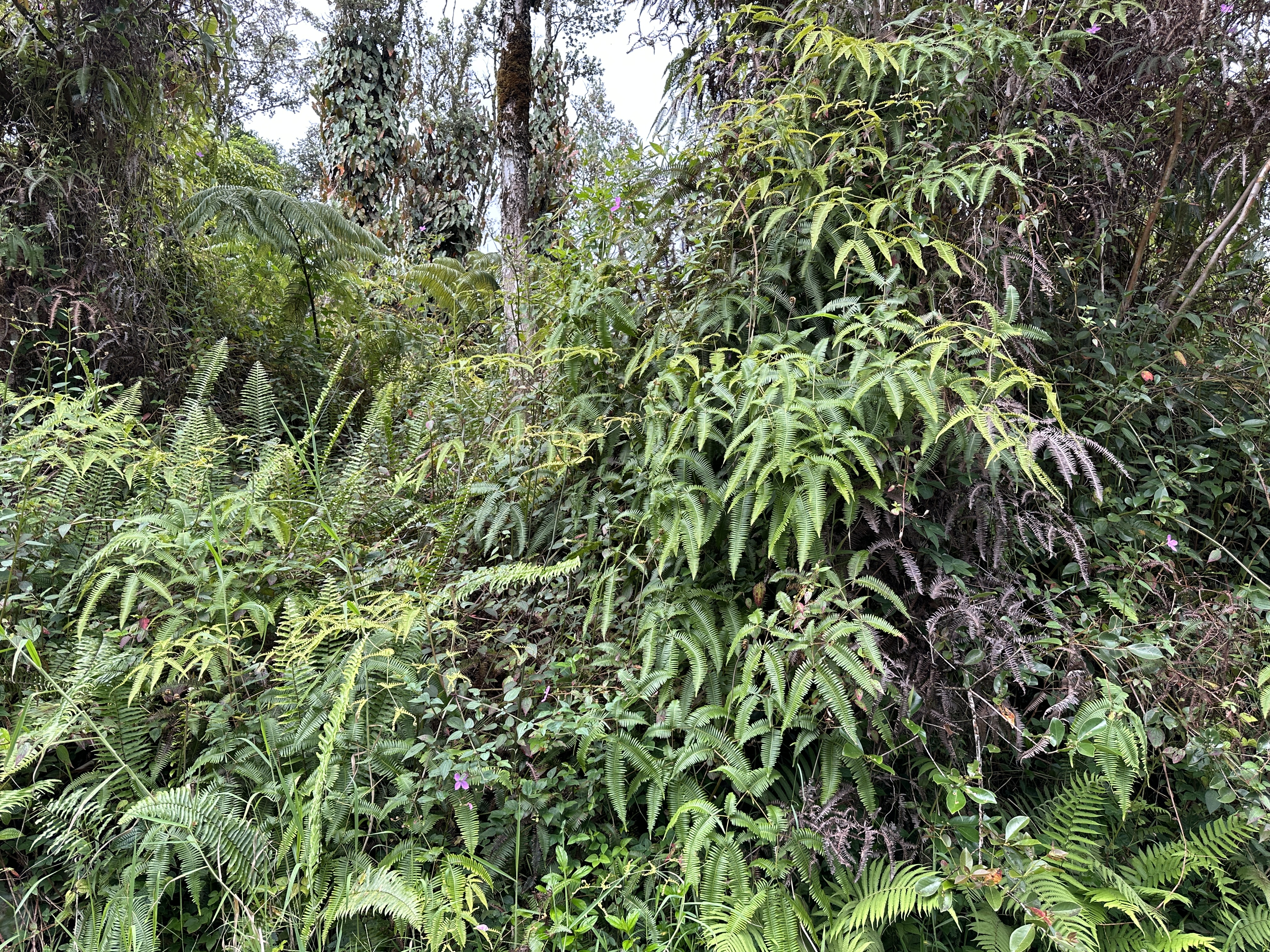 a view of a plant in a garden