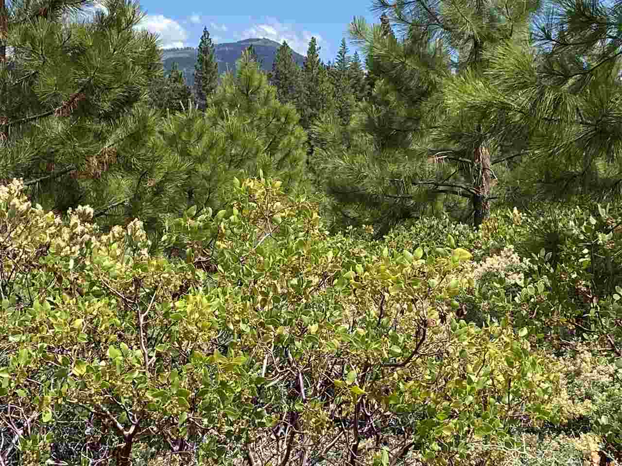 a view of a lush green forest