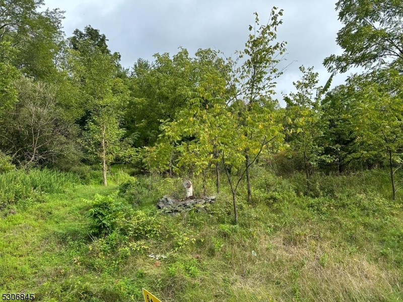 a view of a lush green forest