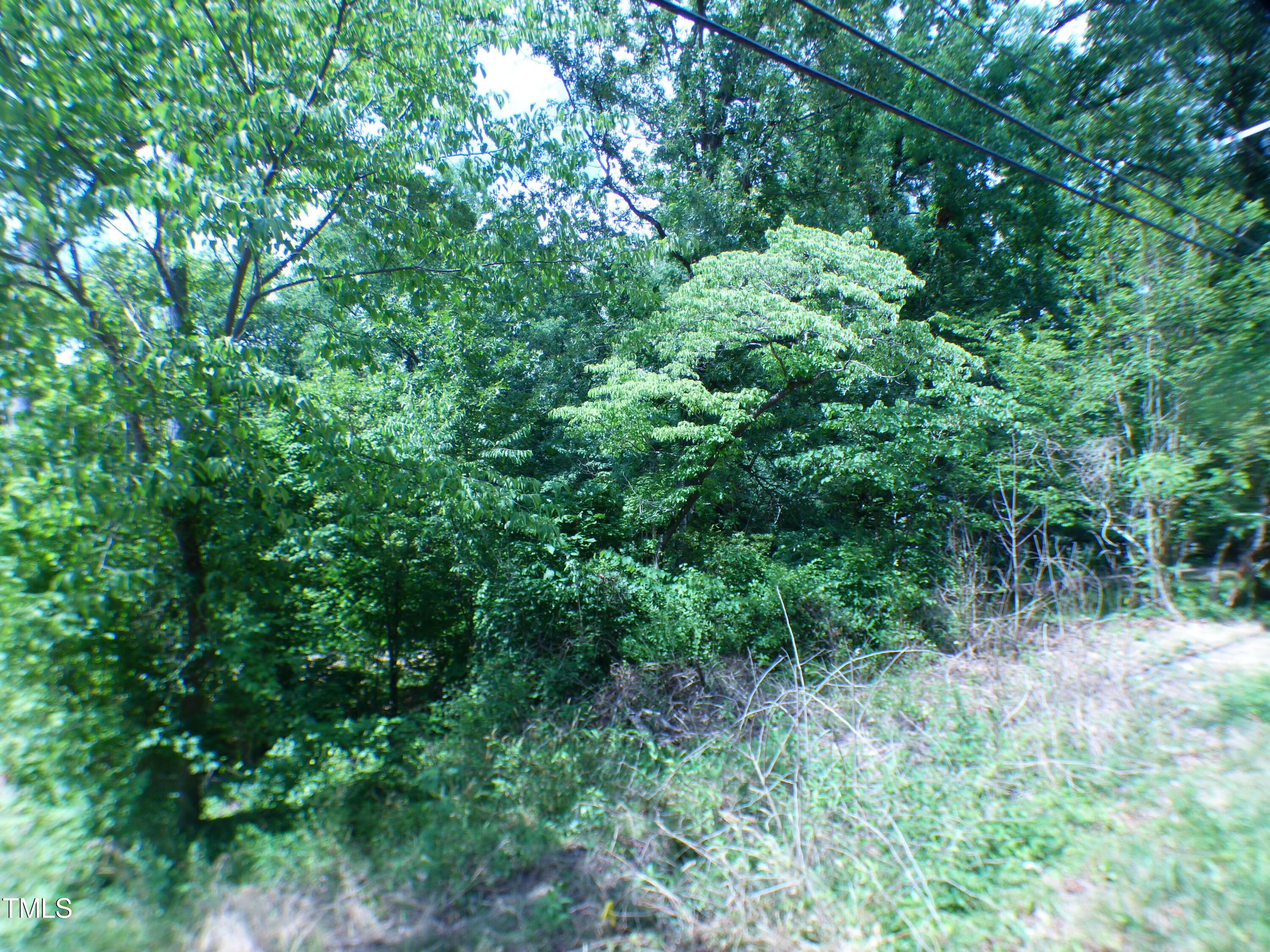 a view of a lush green forest