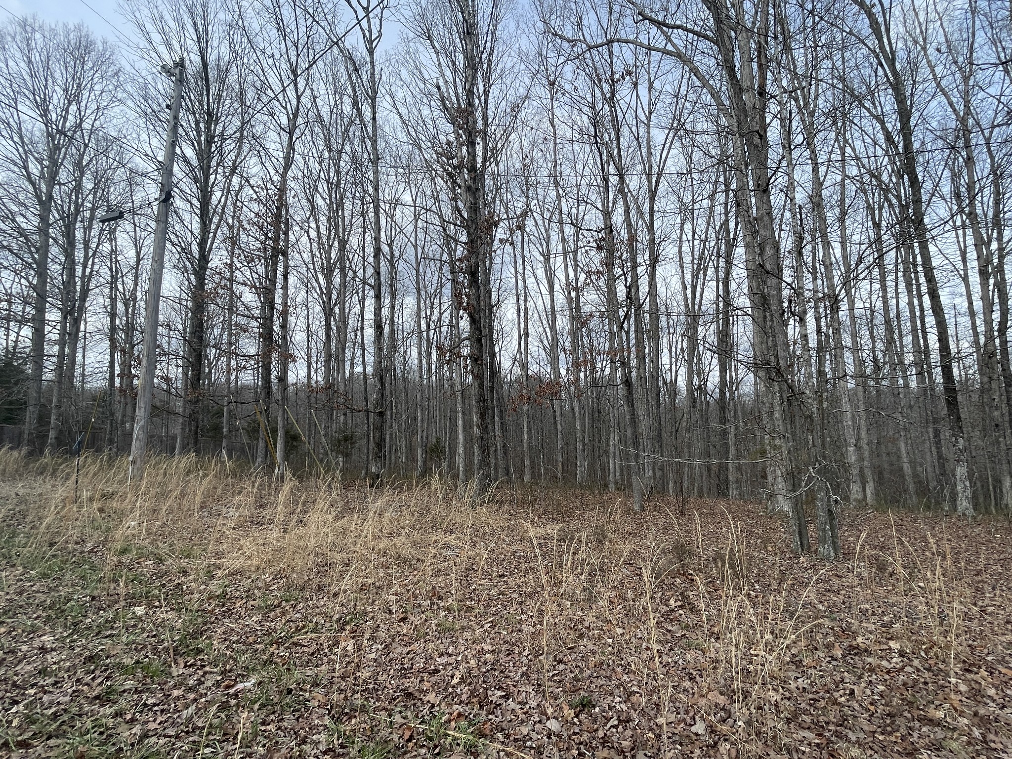 a view of backyard with green space