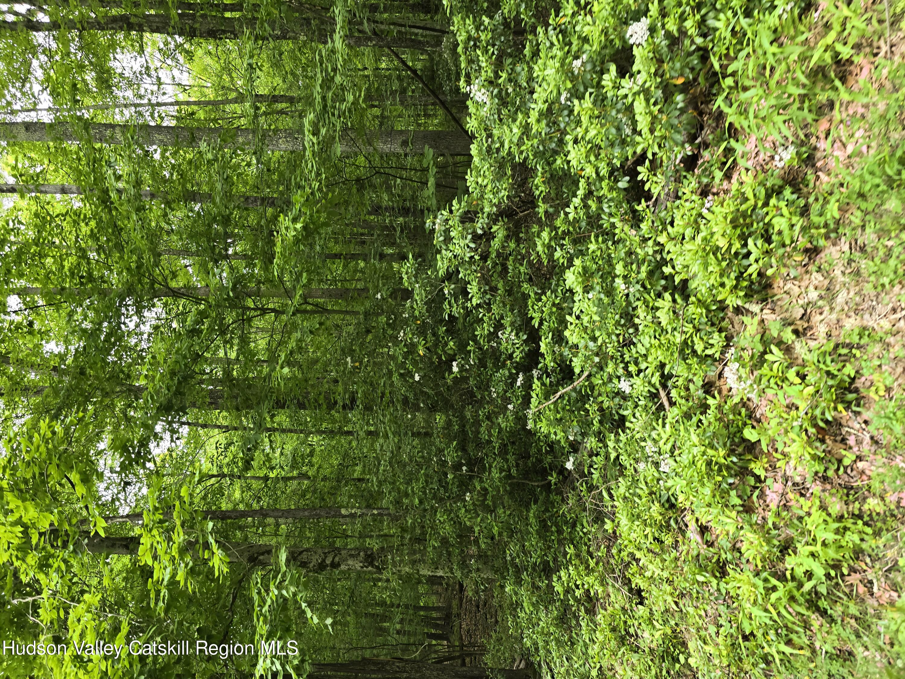 a view of a lush green forest