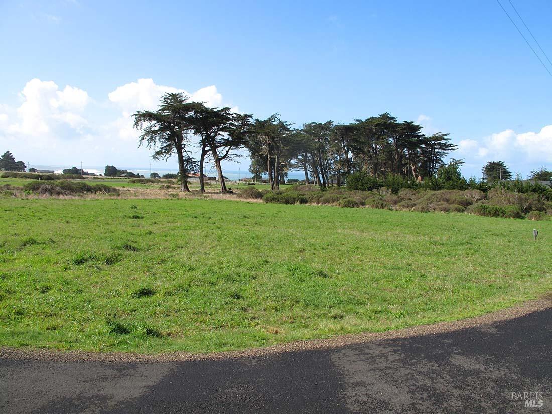 a view of a garden with a tree