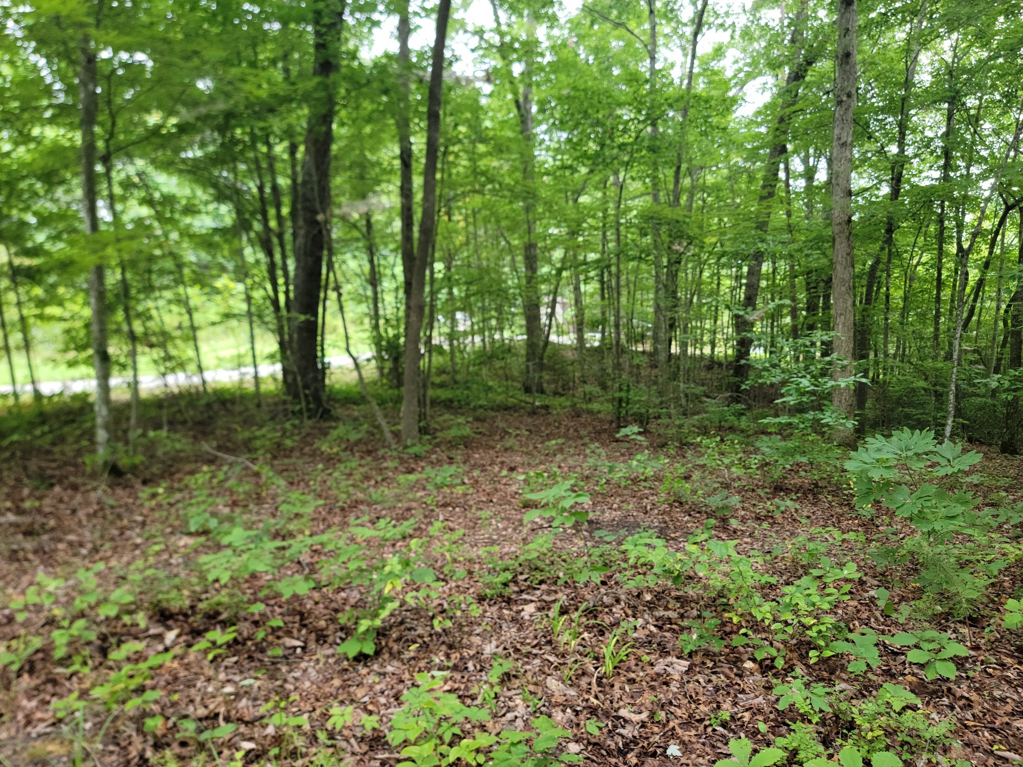 a view of outdoor space and green space