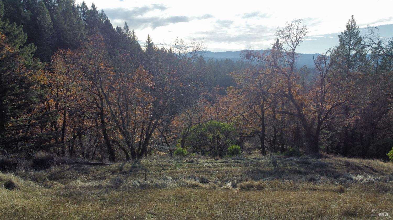 a view of a forest with trees in the background