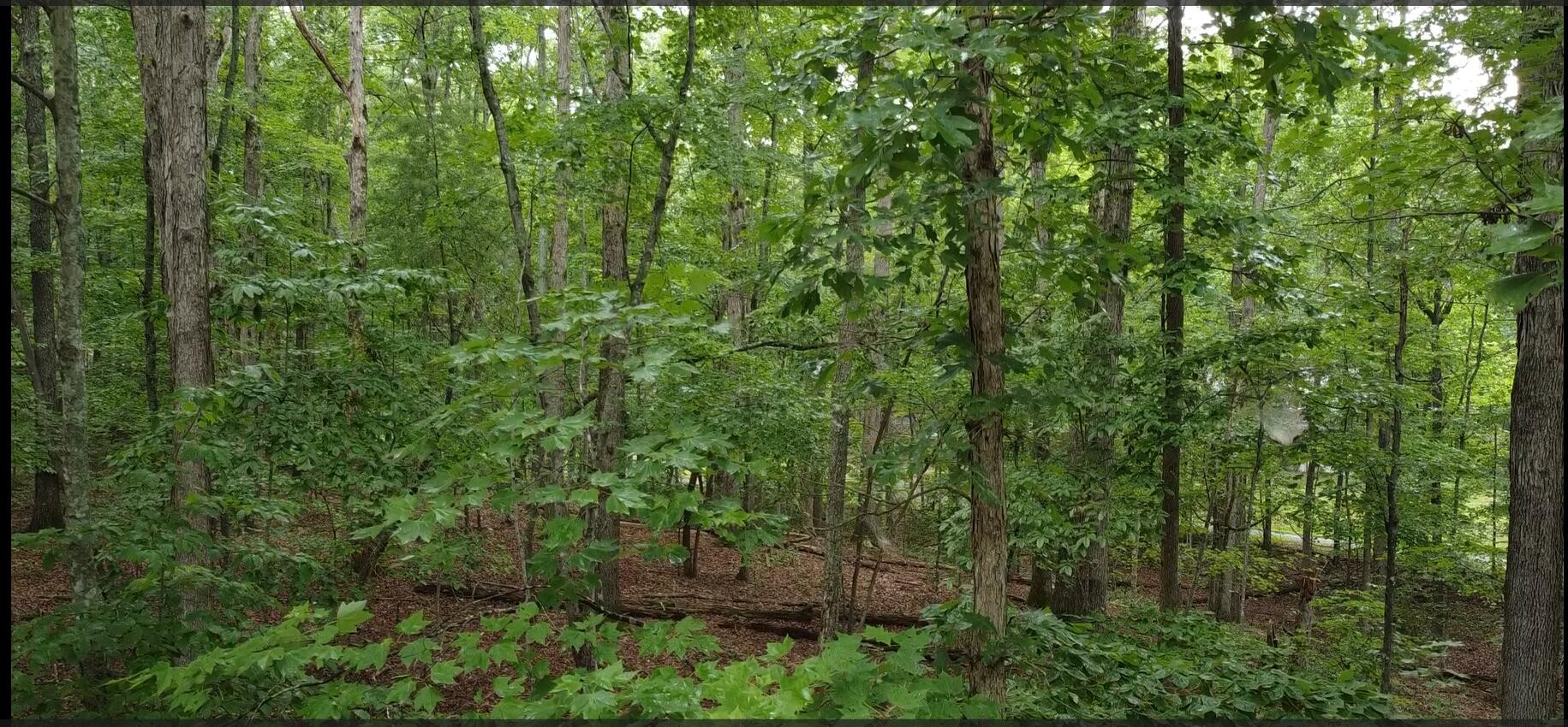 a view of a lush green forest