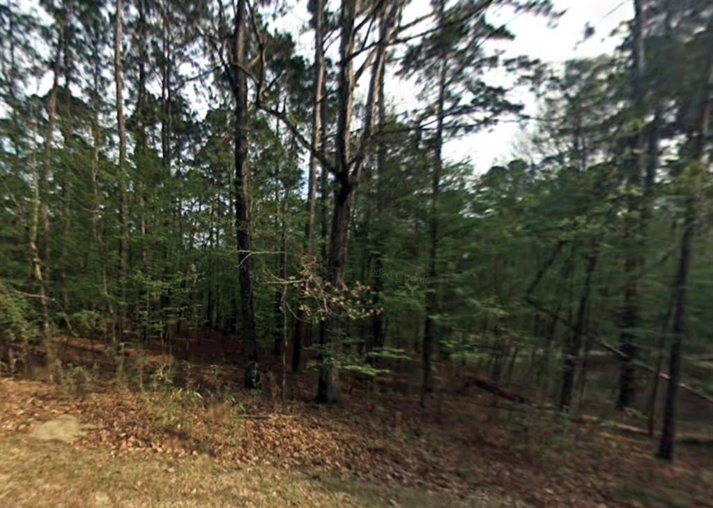 a view of a forest with trees in the background