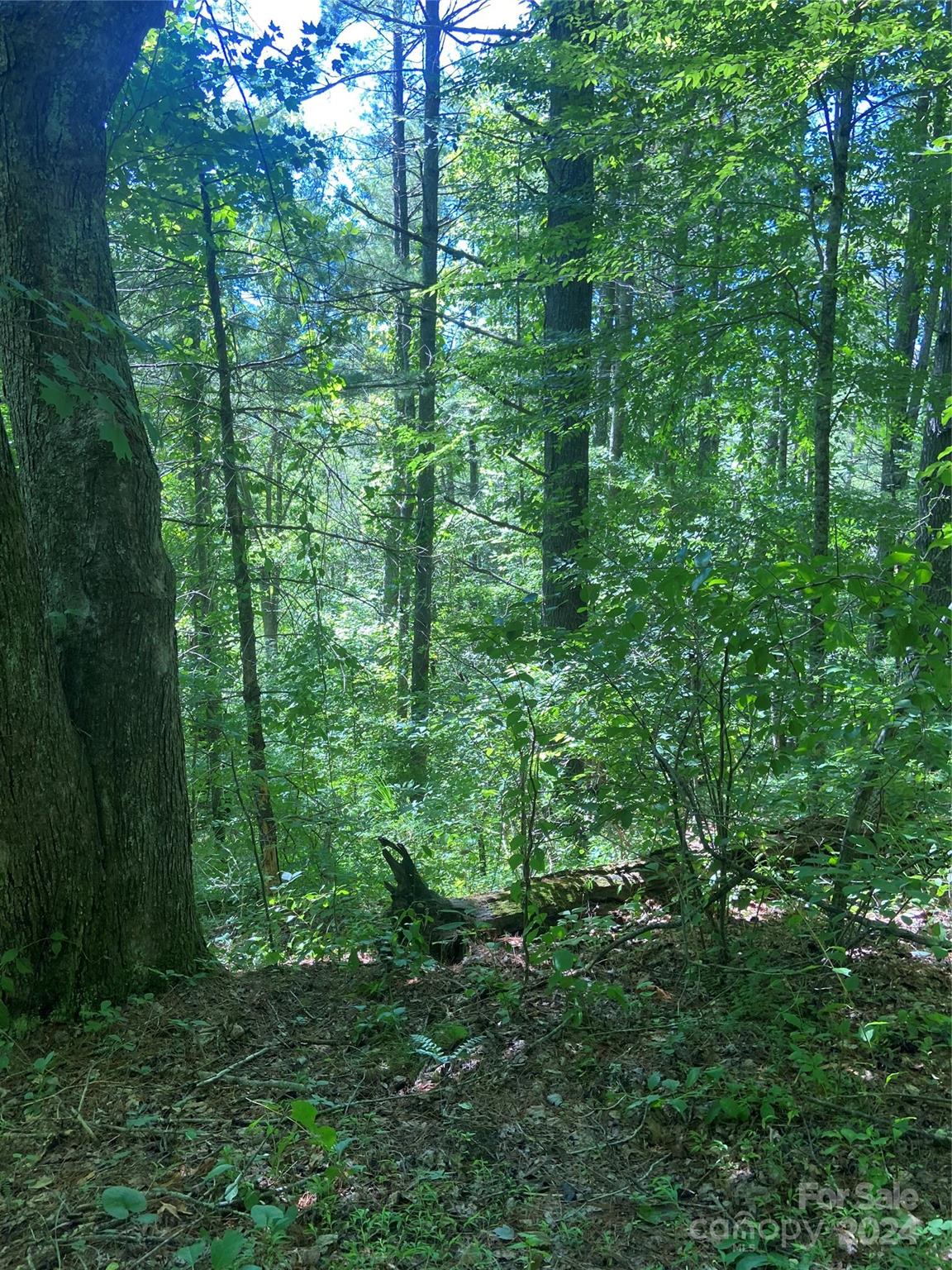 a view of a lush green forest