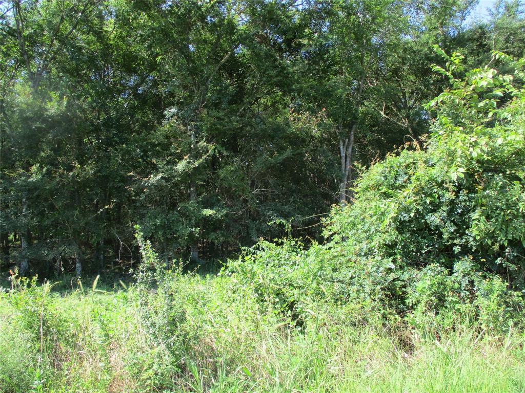 a view of a lush green forest