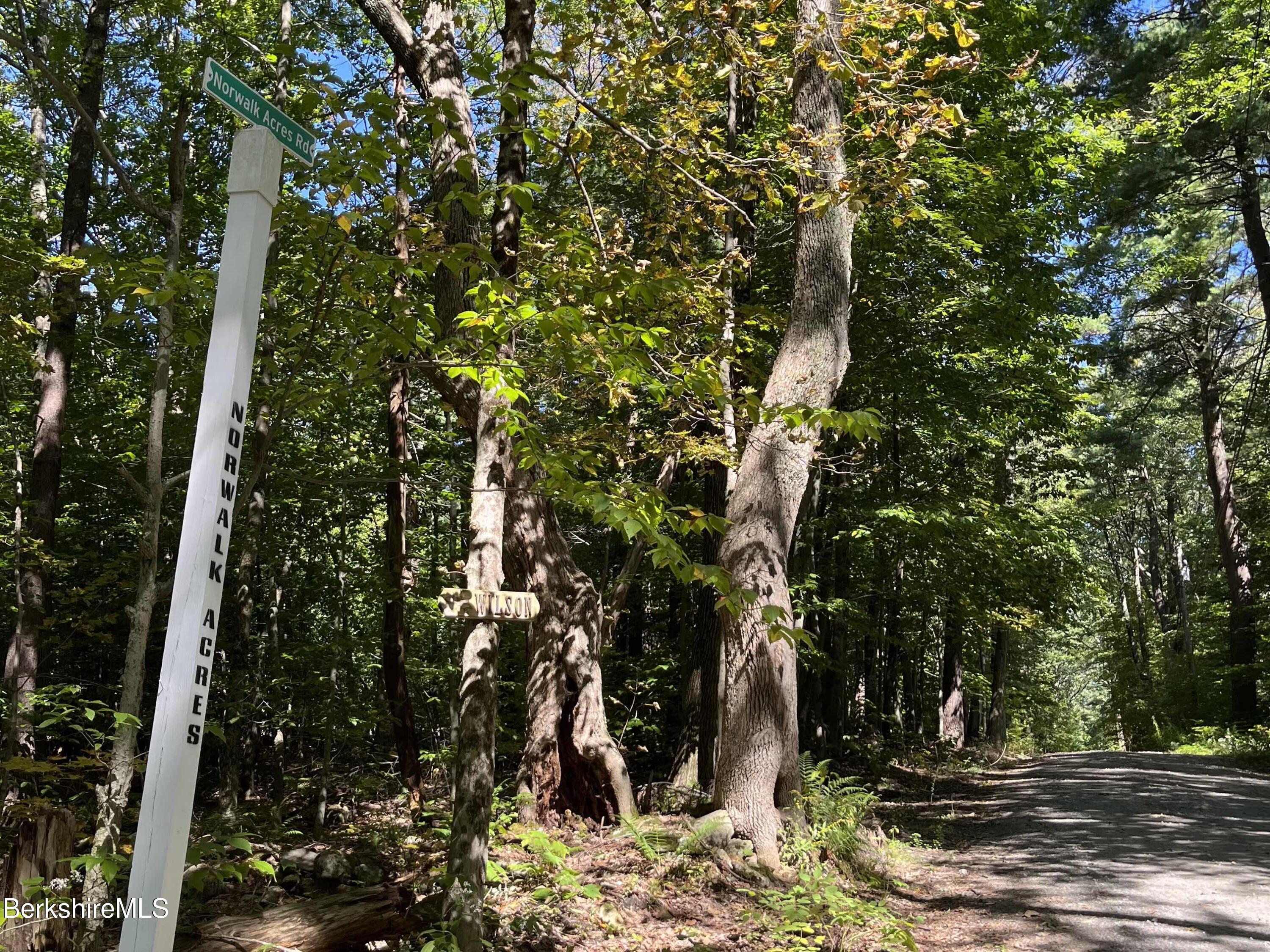 a view of tree