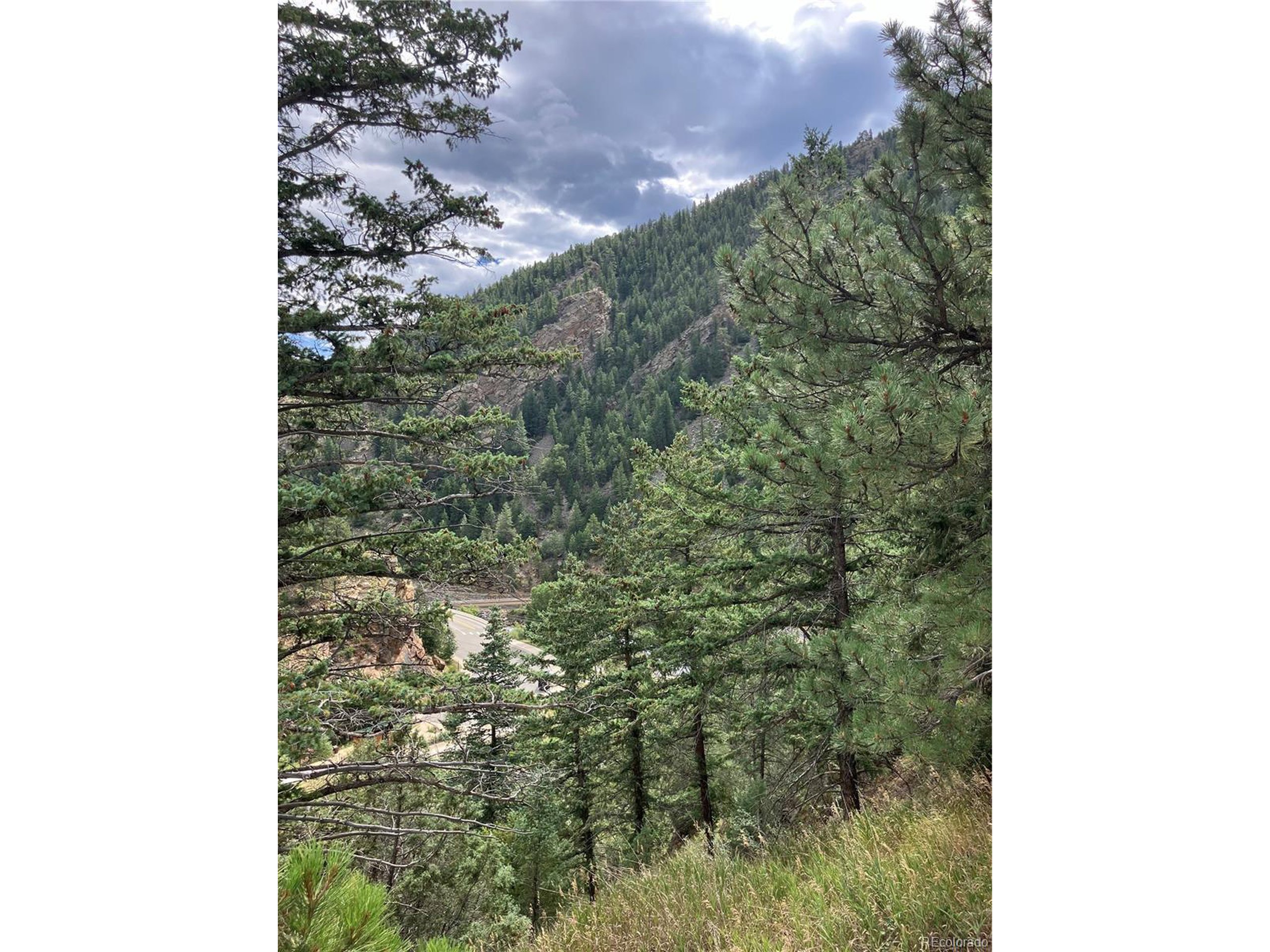 a view of a forest that has a tree