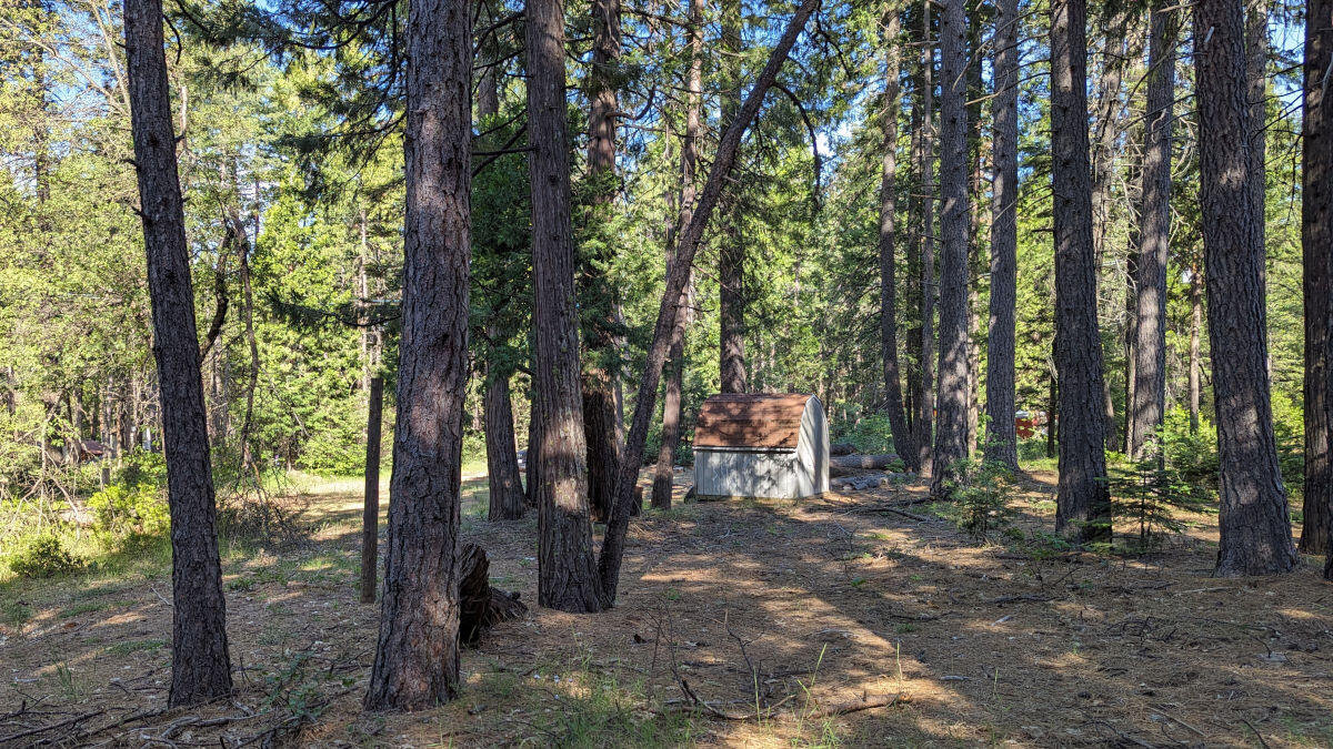 a view of a forest with trees