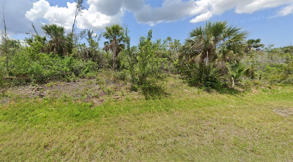 a view of a bunch of plants and trees