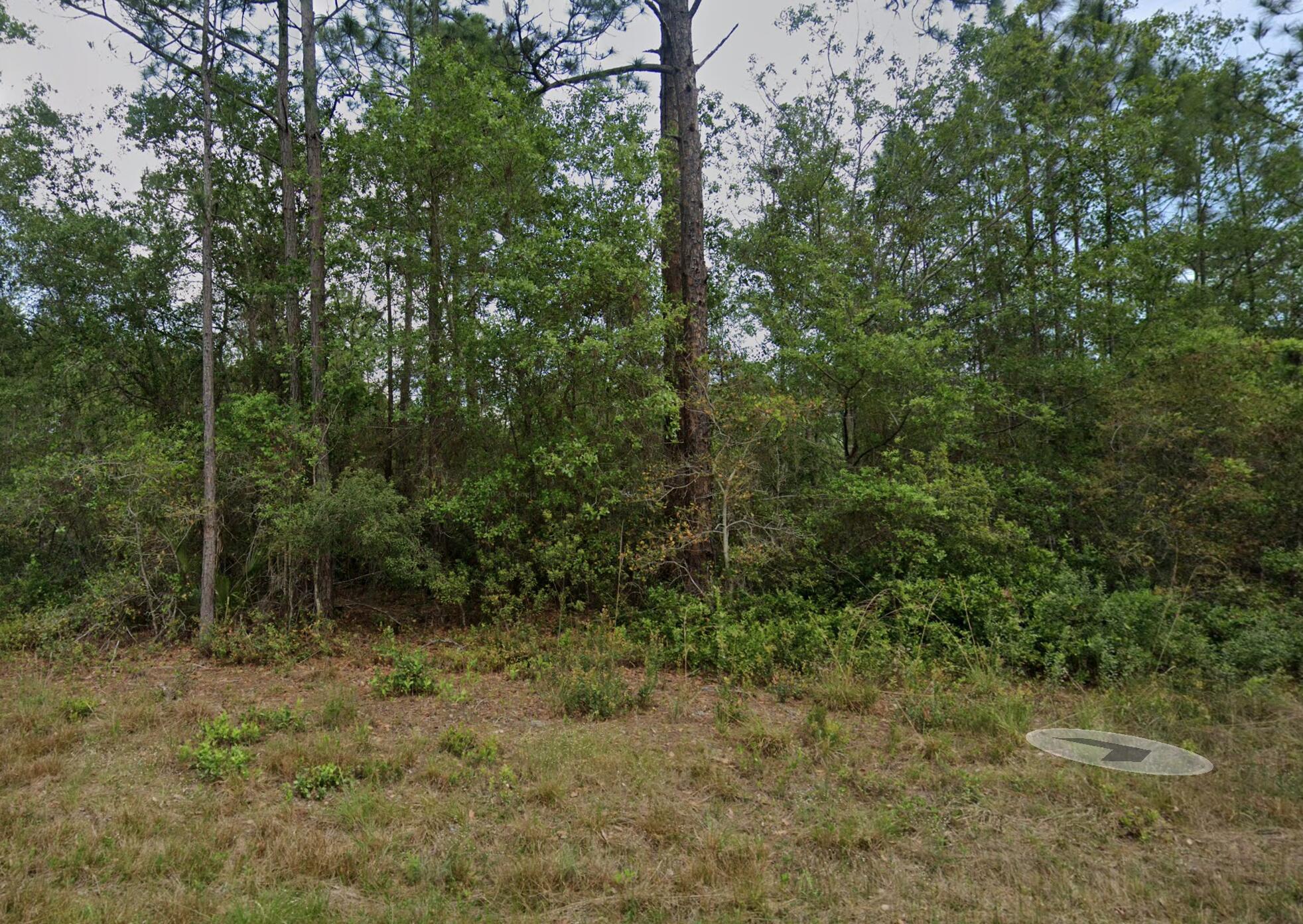 a view of a forest filled with trees