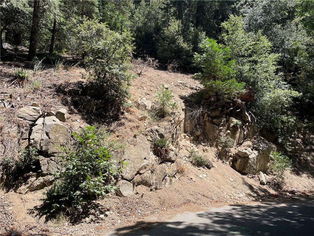 a view of a forest with trees