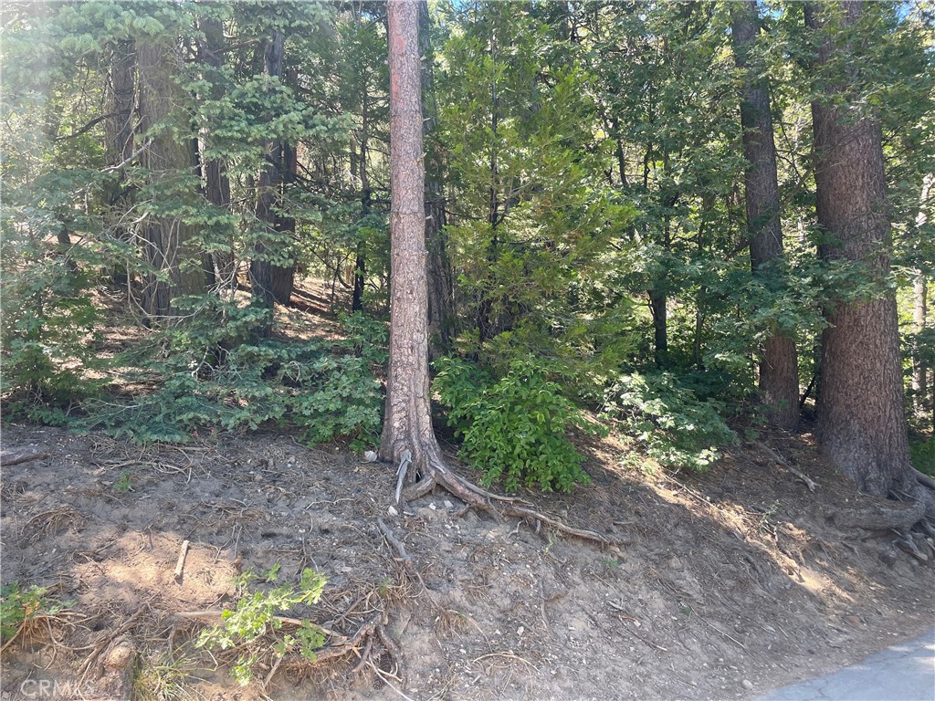 a view of a forest that has large trees