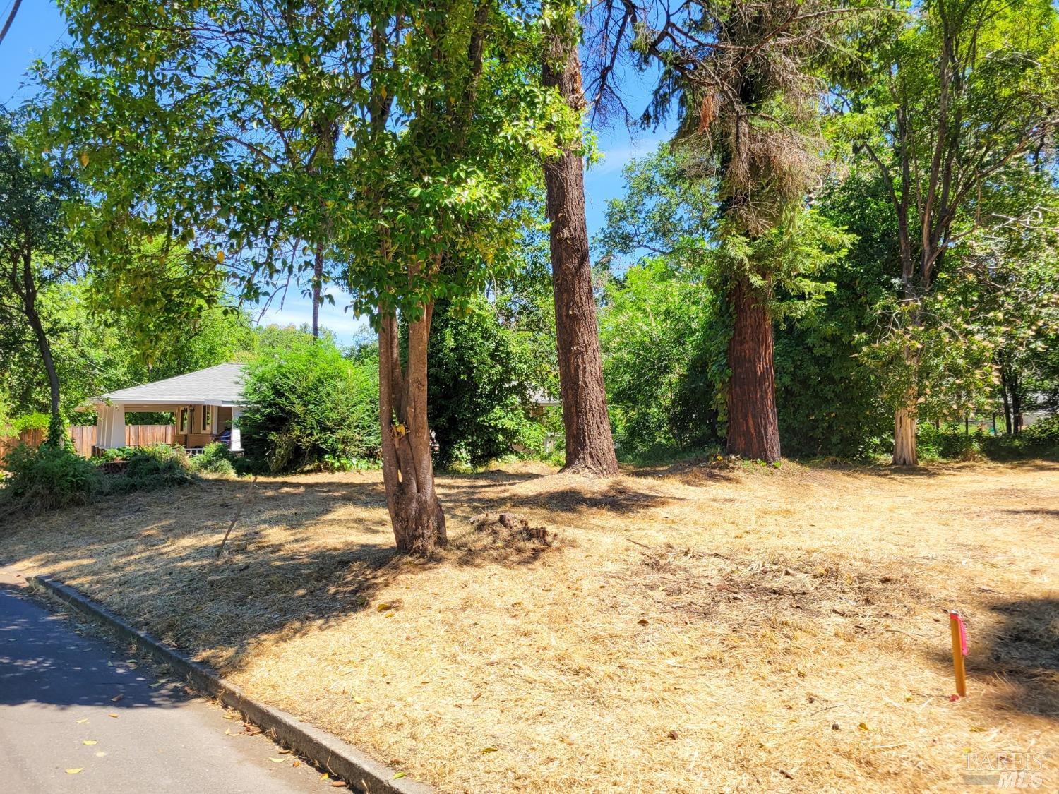 a view of a yard with plants and trees