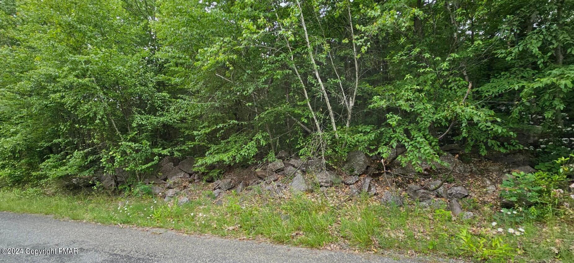 a view of a forest with plants