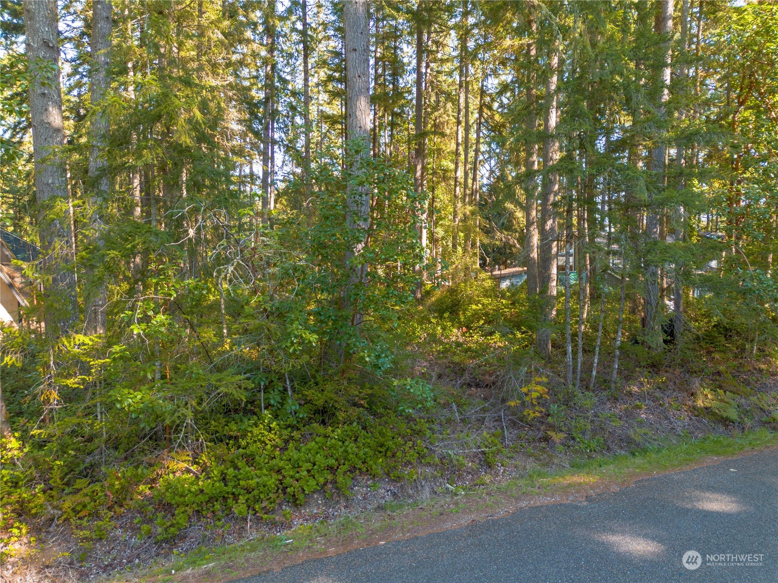 a view of a forest with a tree