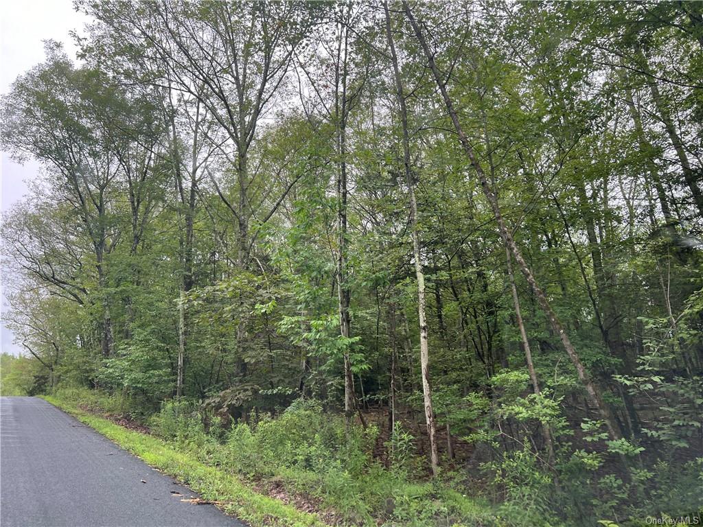 a view of a forest with trees in the background