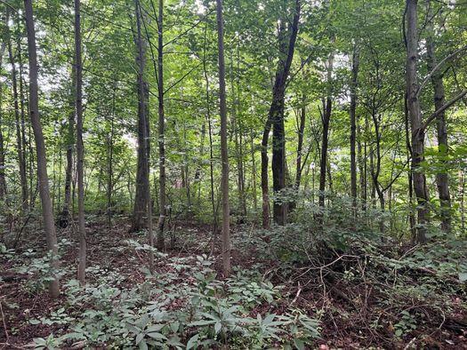 a view of a forest with trees