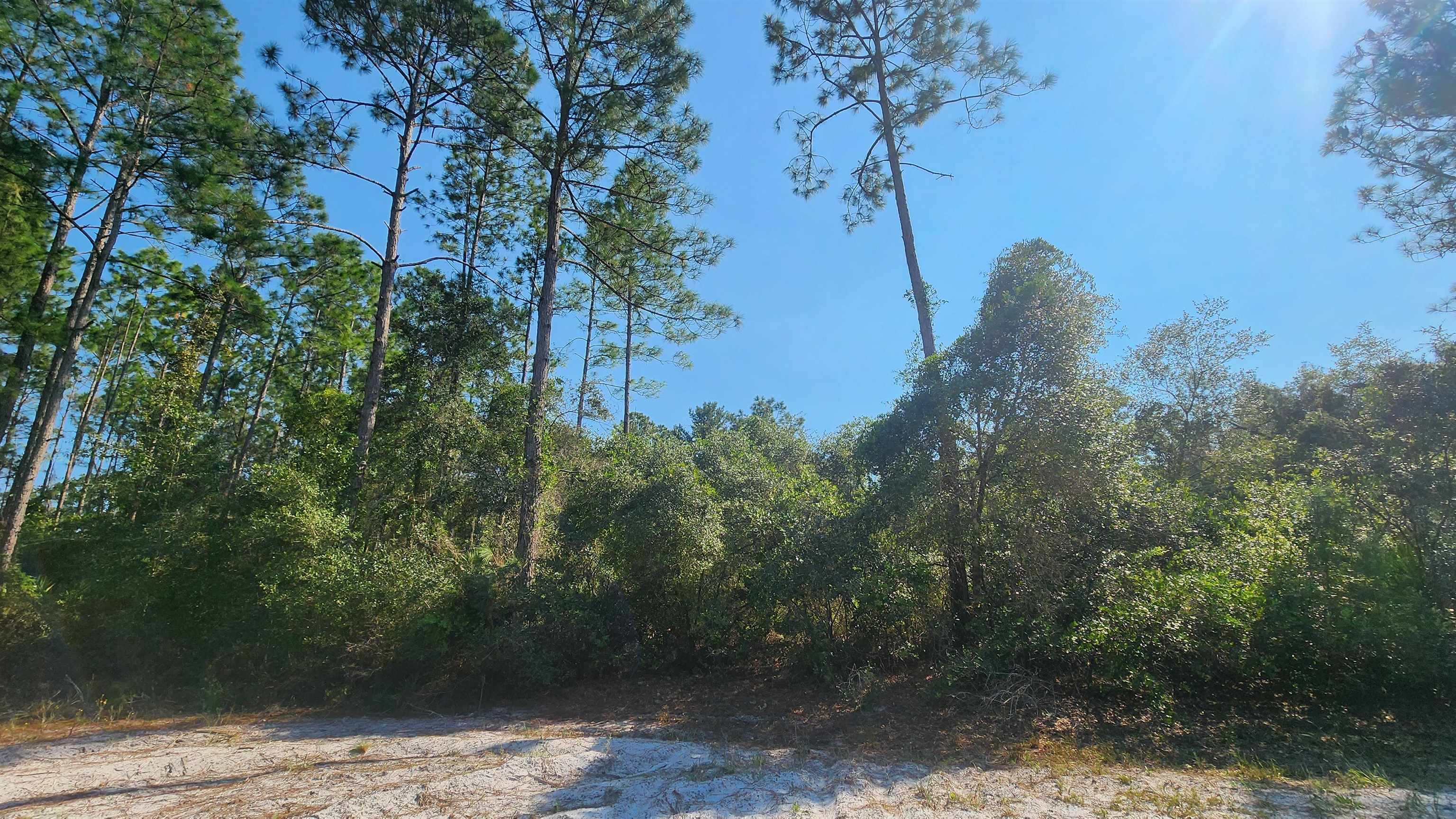 a view of a forest with large trees