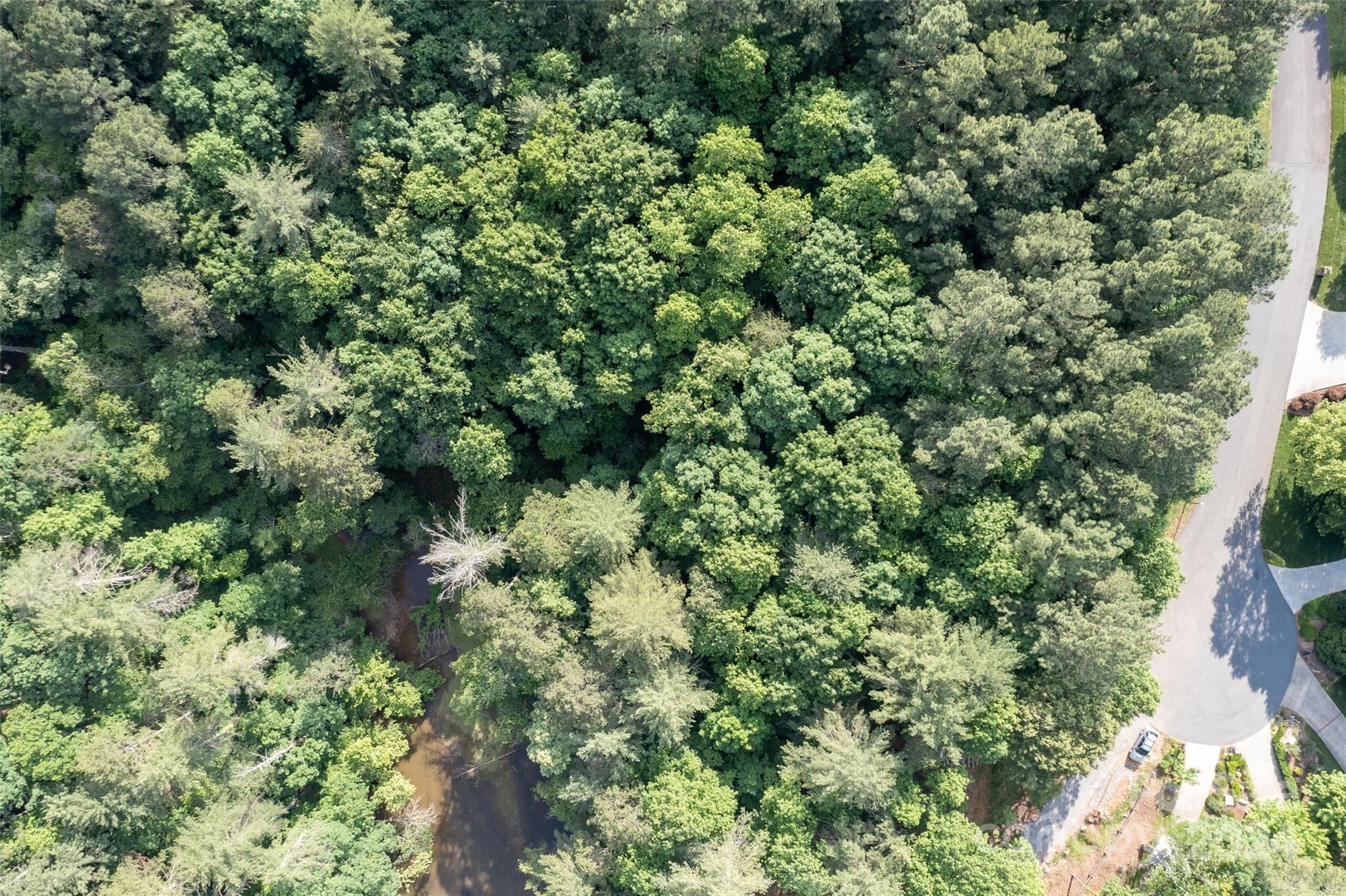 view of a lush green forest with lots of trees