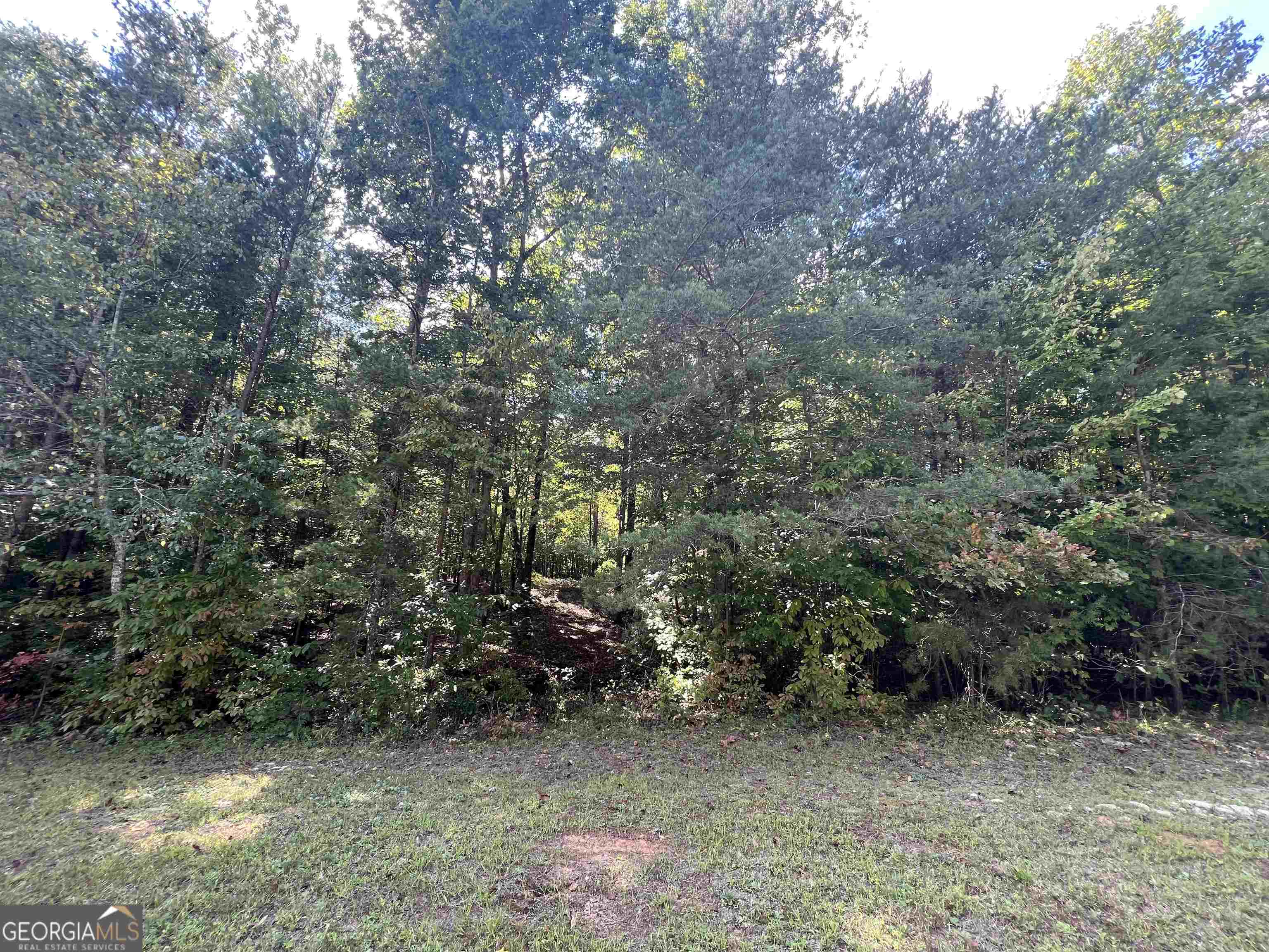 a view of a forest with trees in the background