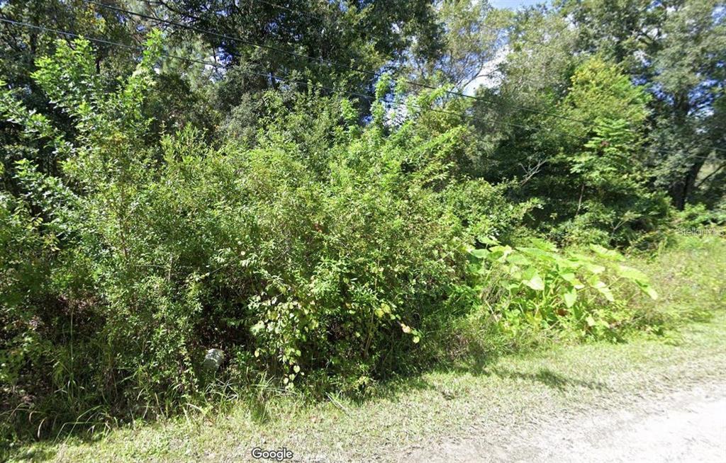 a view of a lush green forest