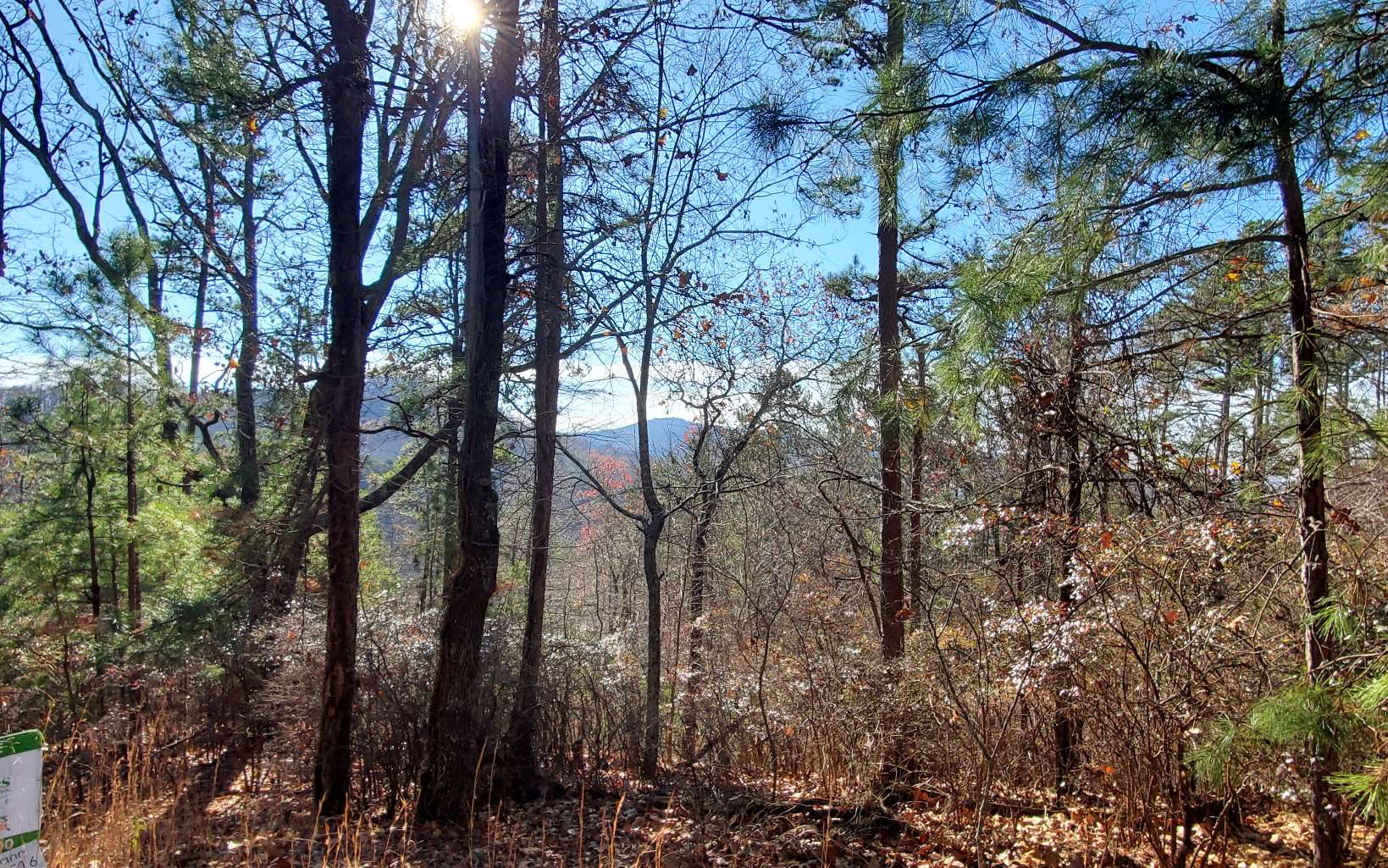 a view of forest