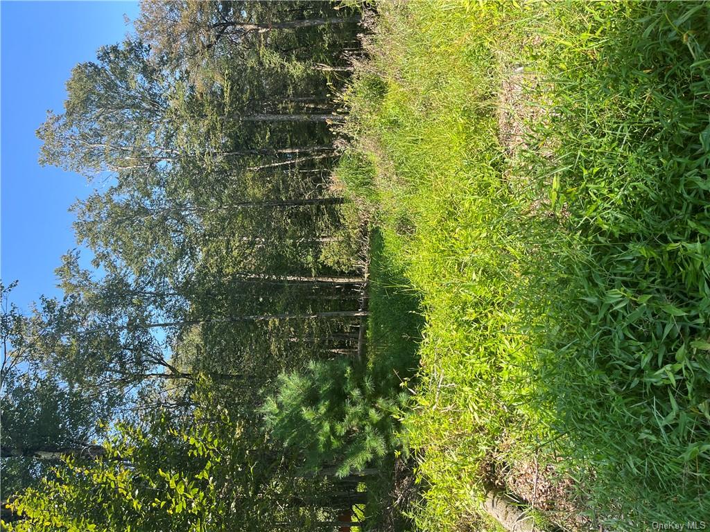 a green field with lots of bushes