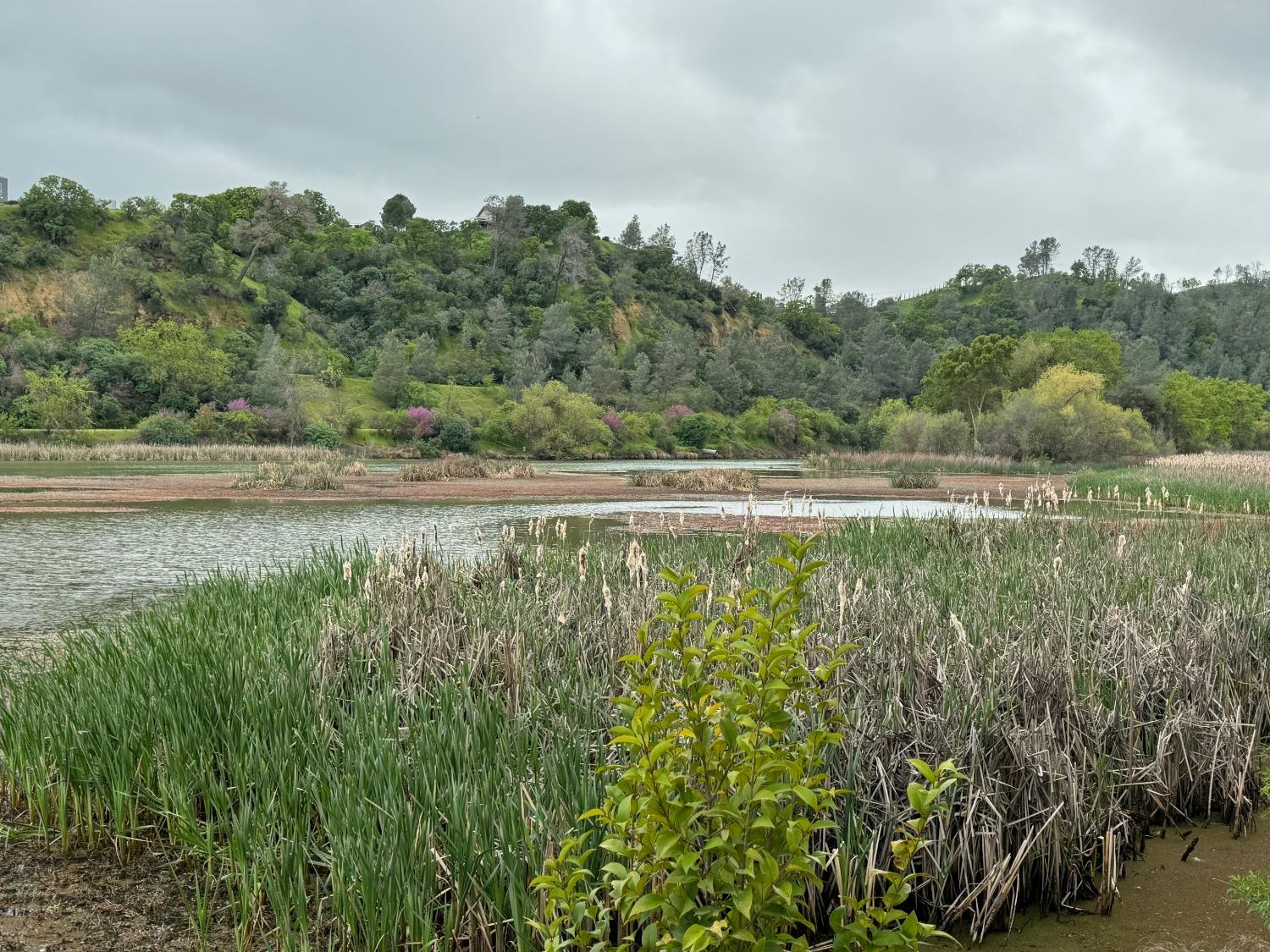 a view of a lake with houses in the back