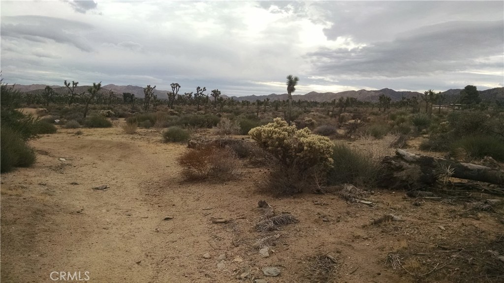 a view of a dry yard with lots of trees