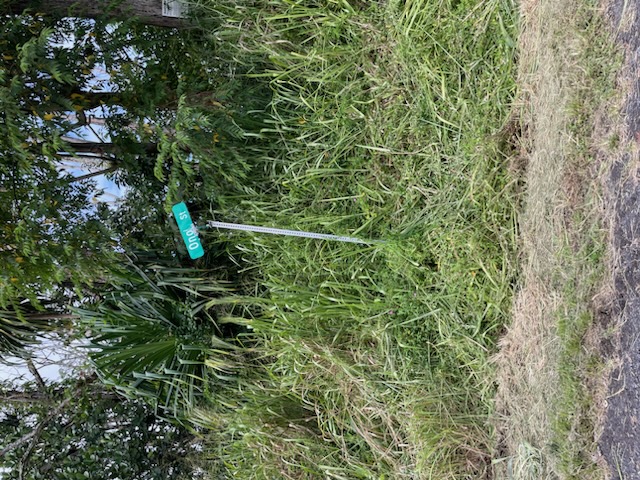 a view of a yard with plants