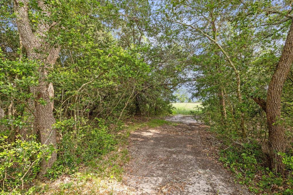 a view of a yard with plants and large trees