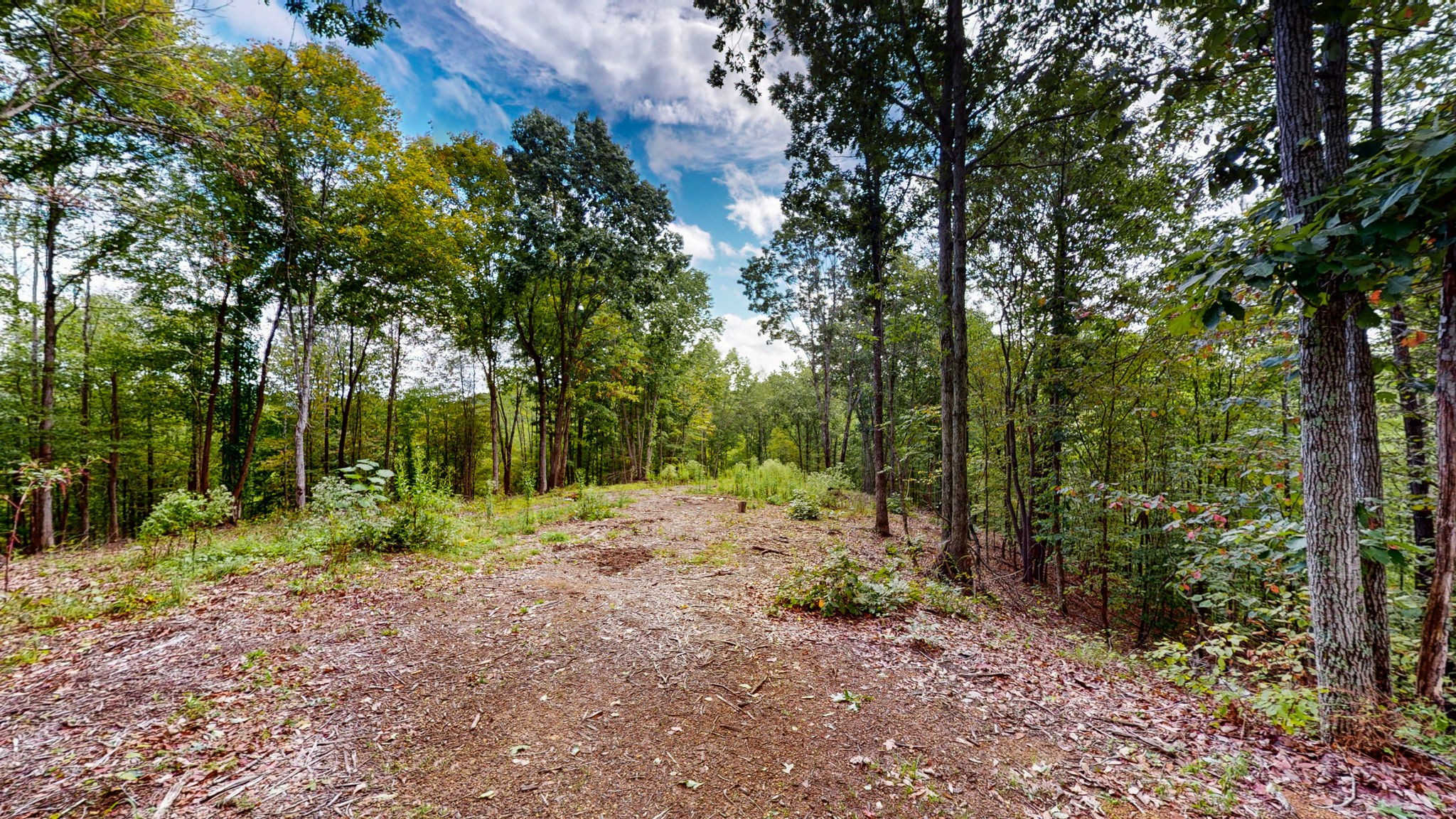 a view of a yard with trees