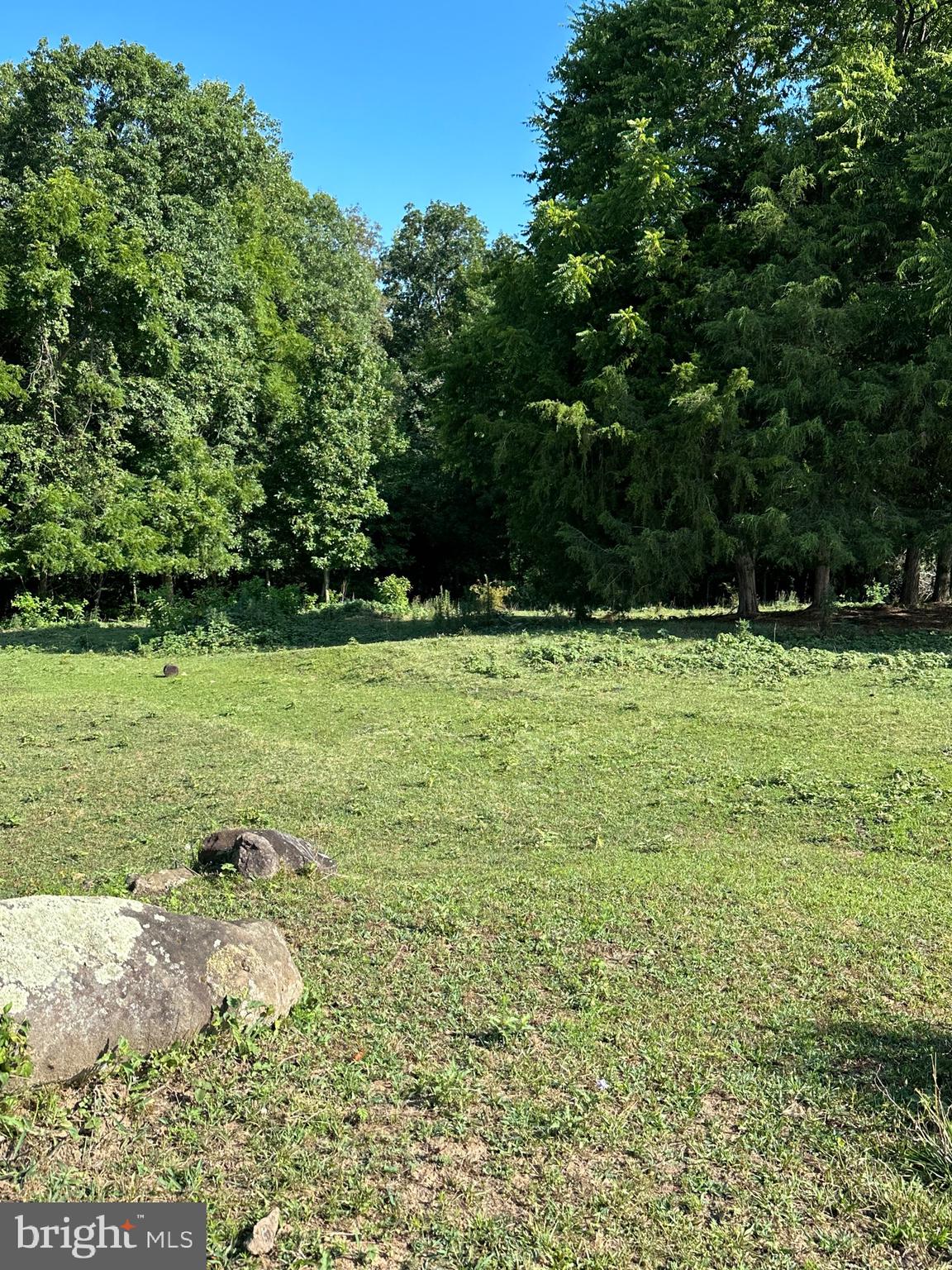 a view of a tree with a yard