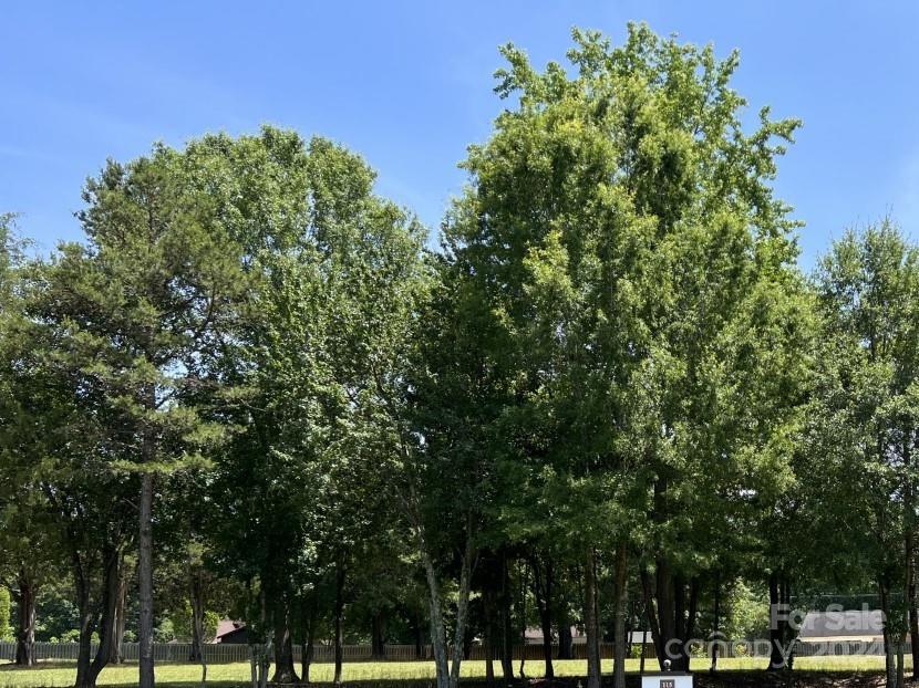 a view of a tree in a yard