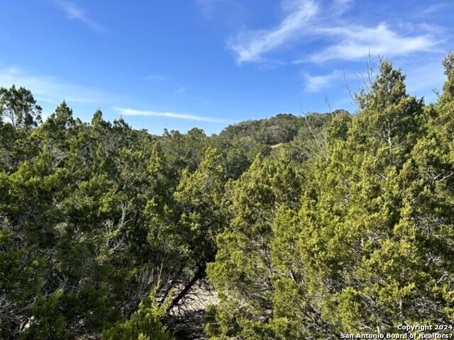 a view of a large tree with a tree in the background