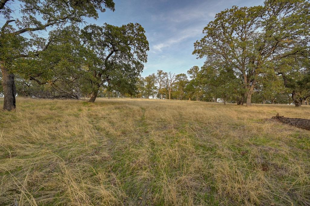 a view of yard with trees