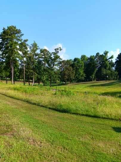 a view of a park with large trees